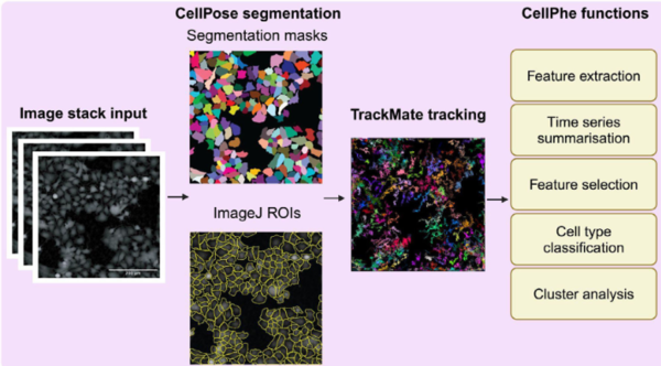 Schematic of CellPhe workflow